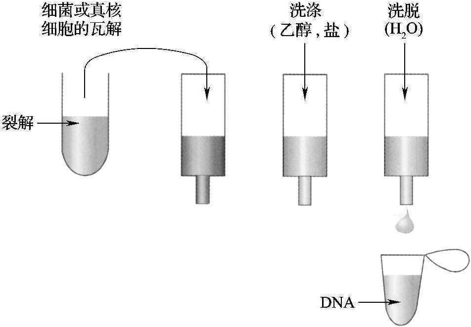 9.2 DNA提取